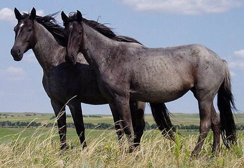 paardjes