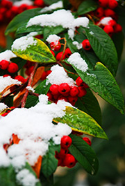rood groen en wit